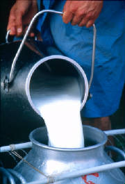 milk.jpg